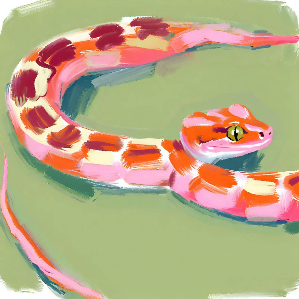 Red Tailed Boa Snake 03