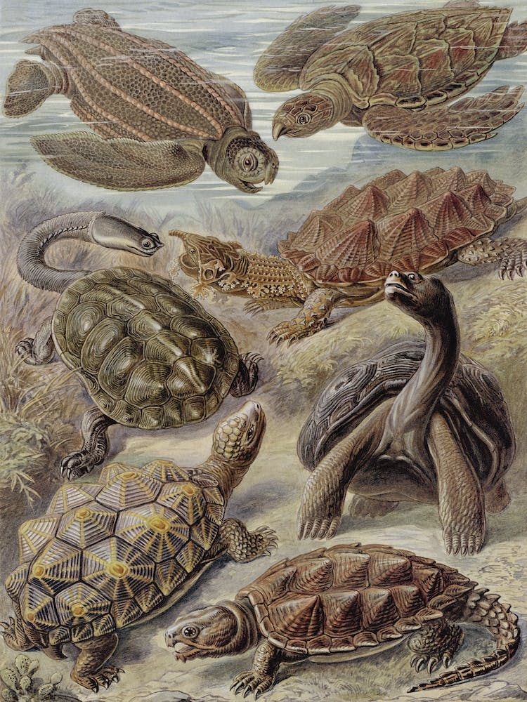 Vintage Haeckel 18 Tafel 89 Schildkröten