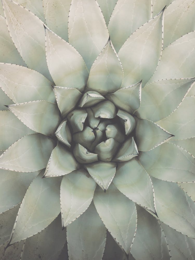 Agave Succulent Plant