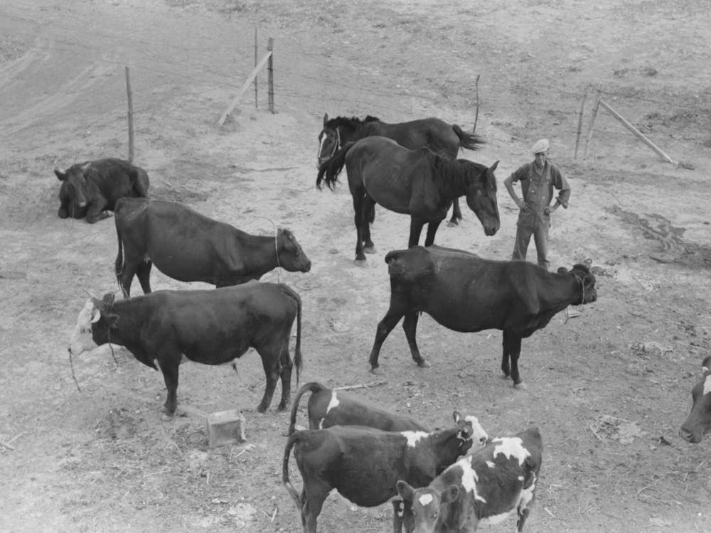 Cows And Horses Belonging To Mr, Schoenfeldt, Russian German Fsa (Farm Security Administration) Client