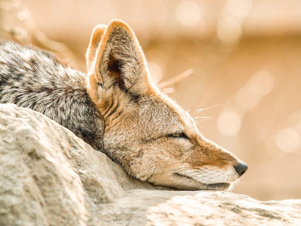 Sleeping Coyote