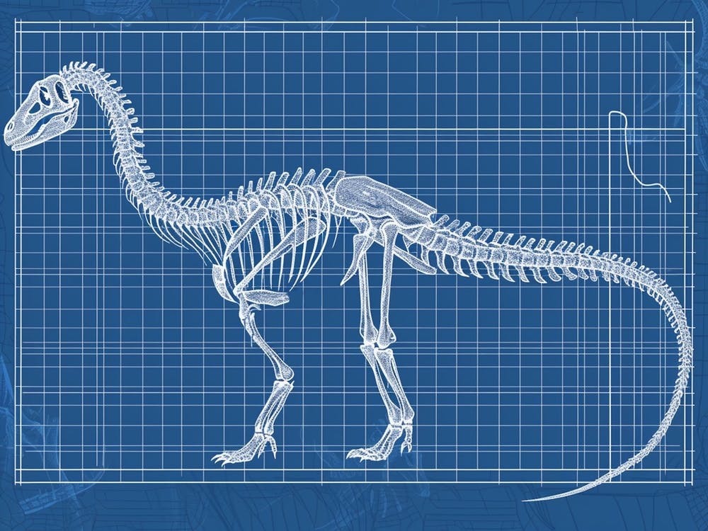 Squelette de Dinosaure Brachiosaurus