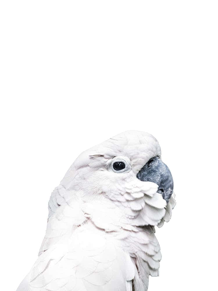 White Parrot