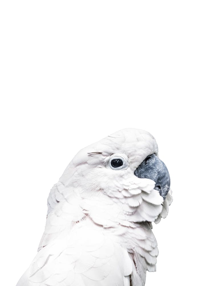 White Parrot