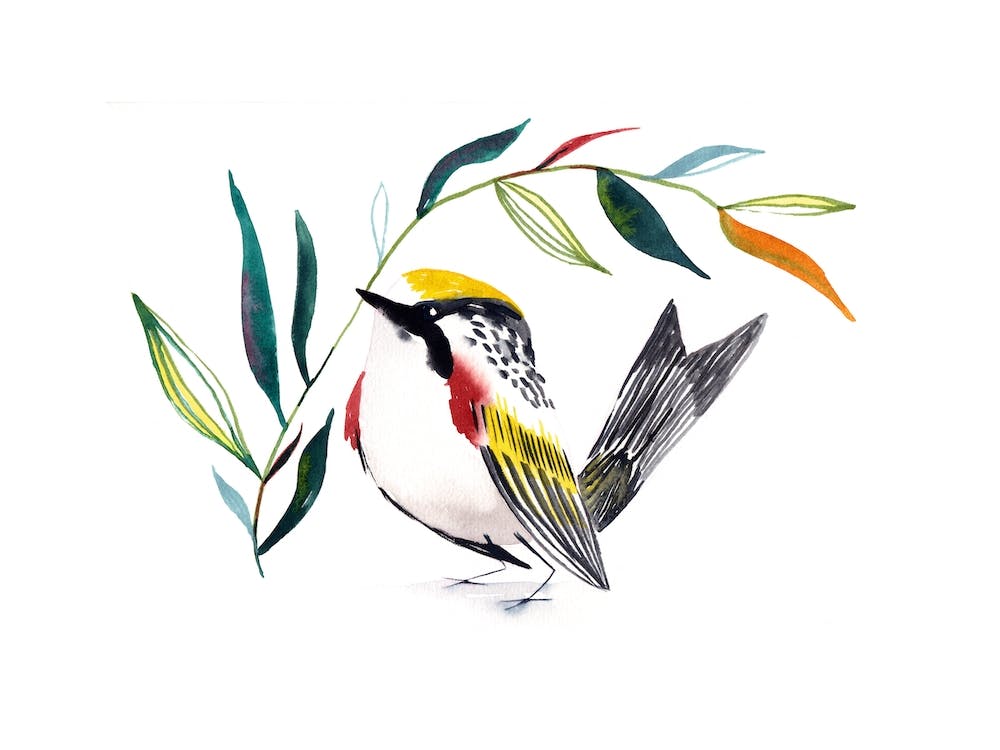 Watercolor Bird 5