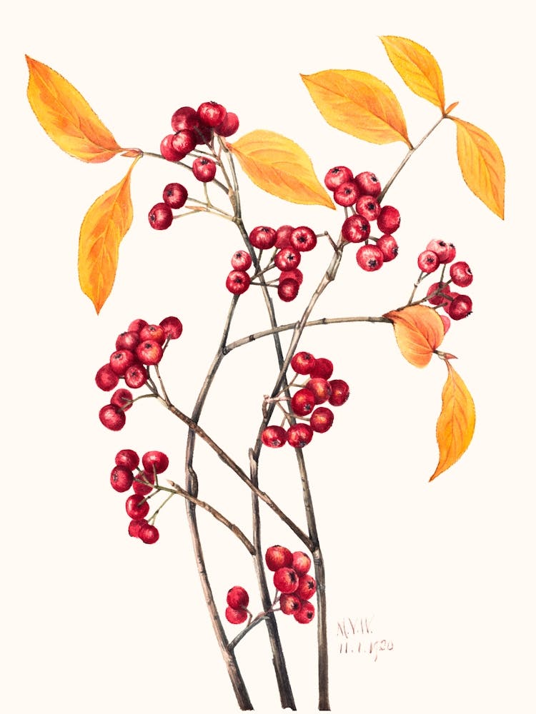 Vintage Botanical Mary Vaux Walcott _2732418