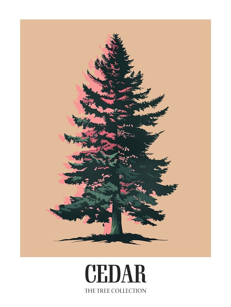 Cedar Tree Colourful Illustration 1 Poster