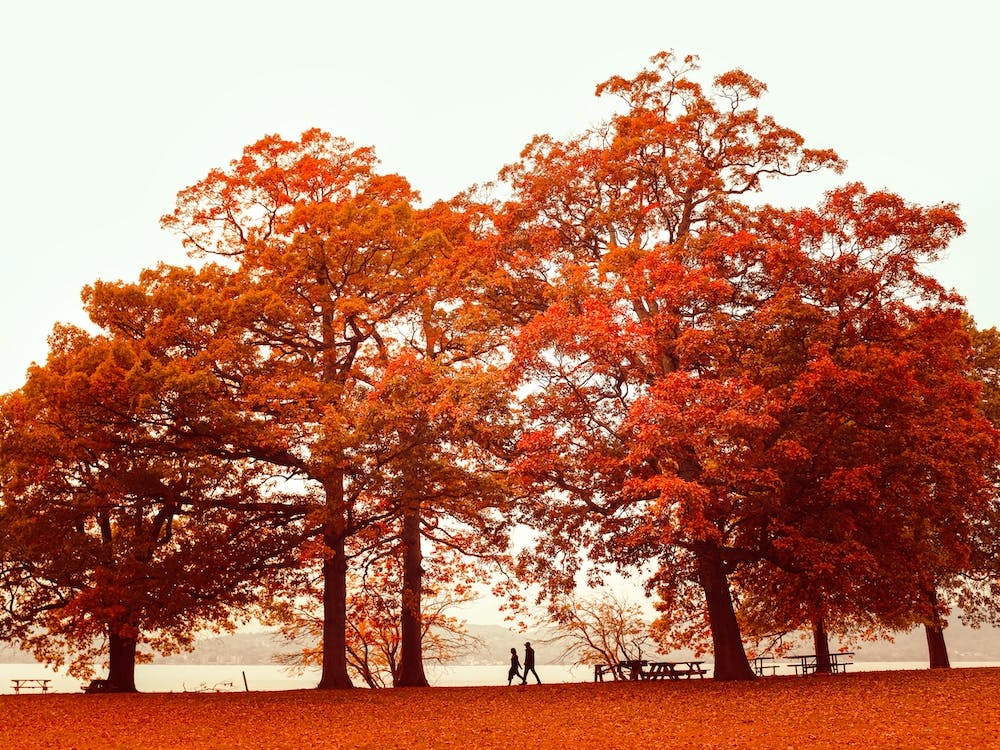 Orange Autumn In New York