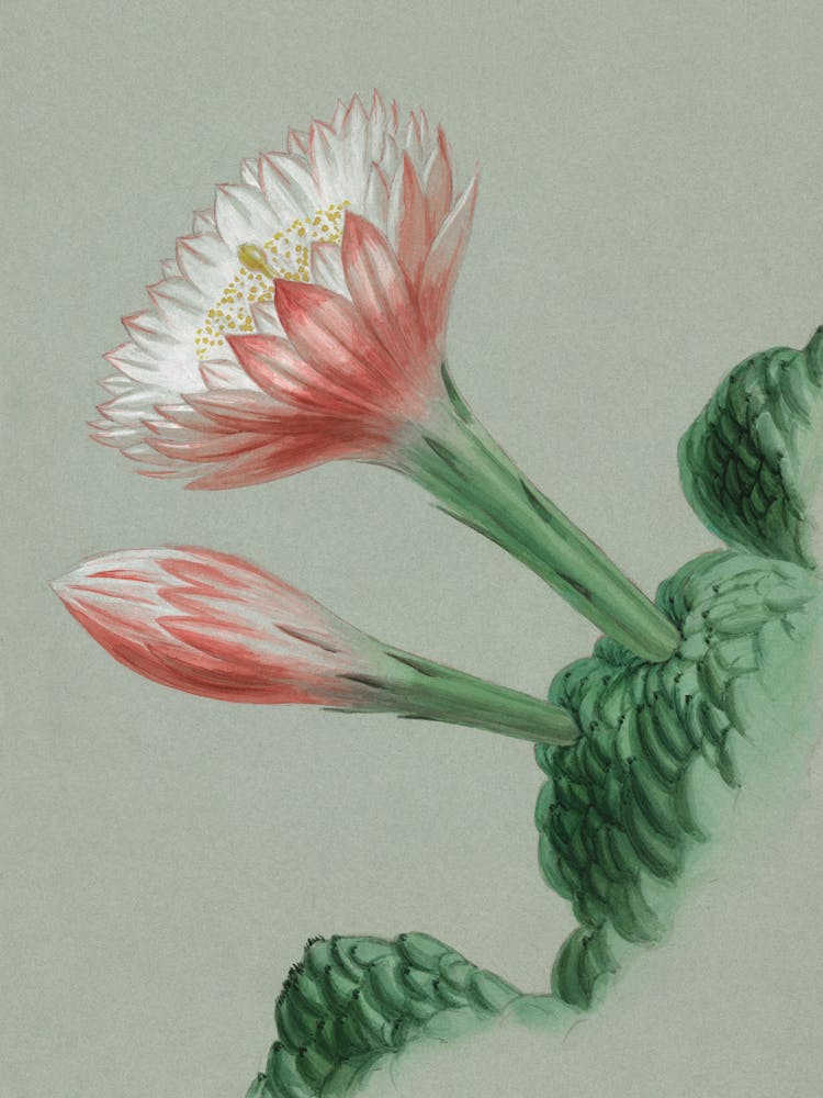 Tulip 5