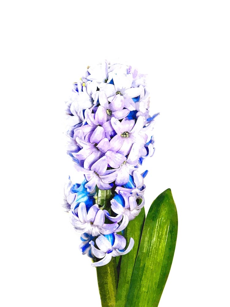 Lila und Blaue Hyazinthe