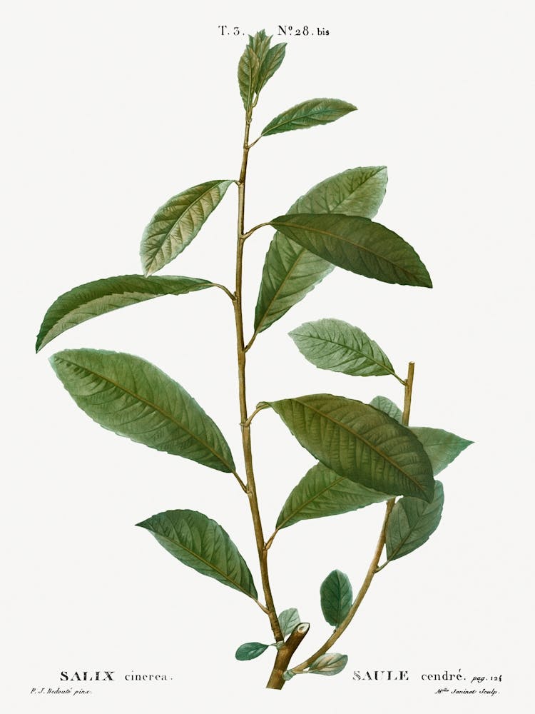 Grey Willow, Pierre Joseph Redoute