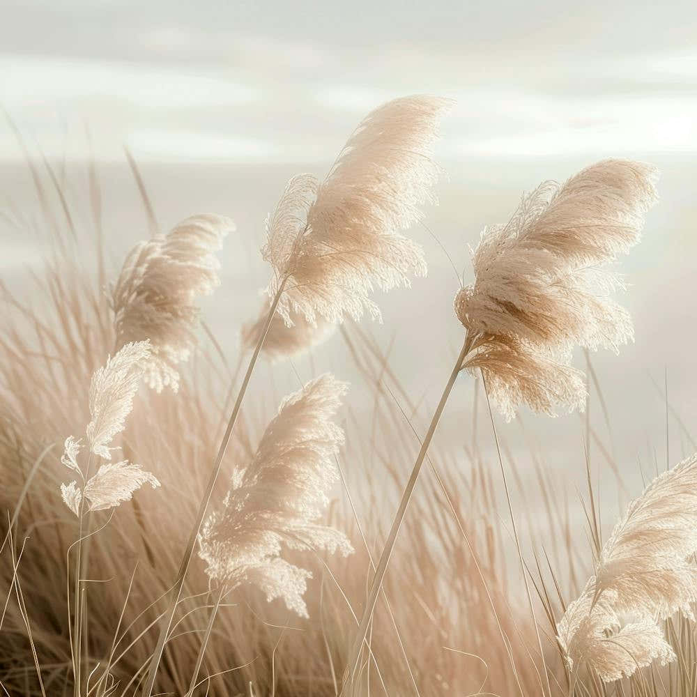 Pampas Grass With Horizon View