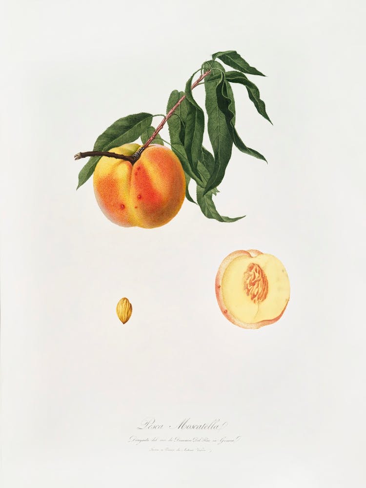 Peach (Prunus Persica) From Pomona Italiana (1817 1839), Giorgio Gallesio 2