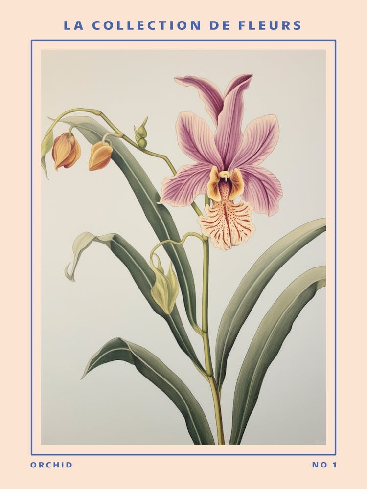 Orchid French Flower Botanical Poster