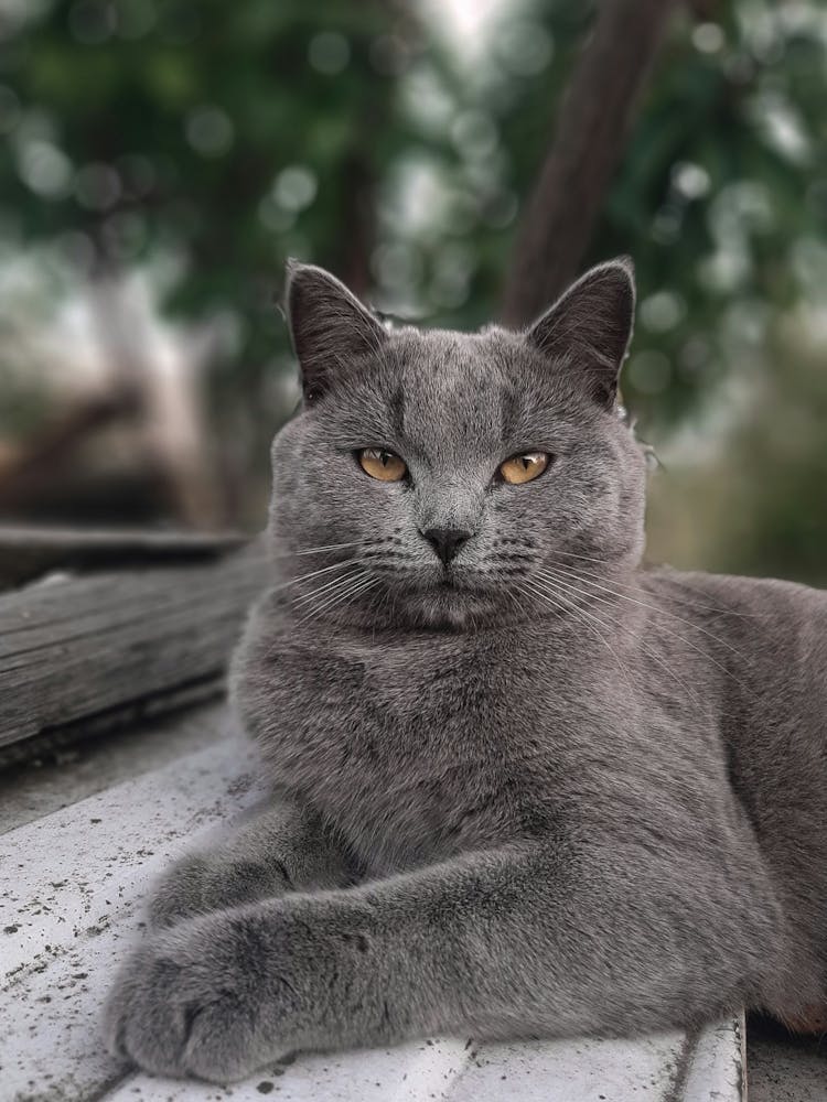 British Shorthair Cat
