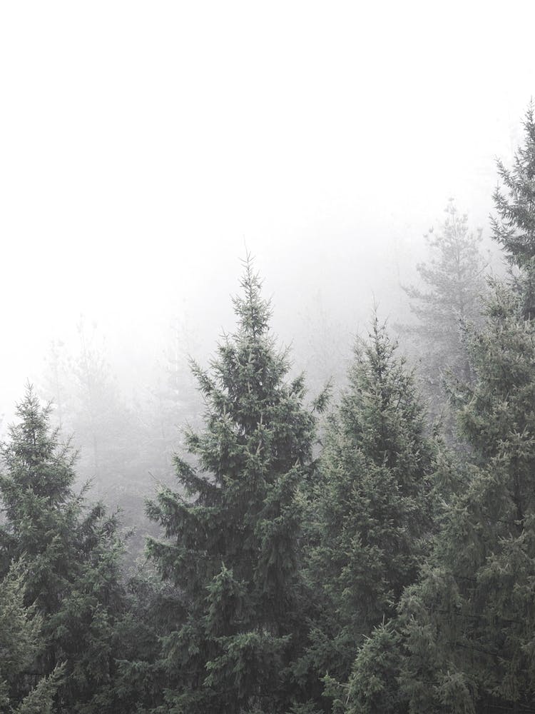 Trees In The Fog