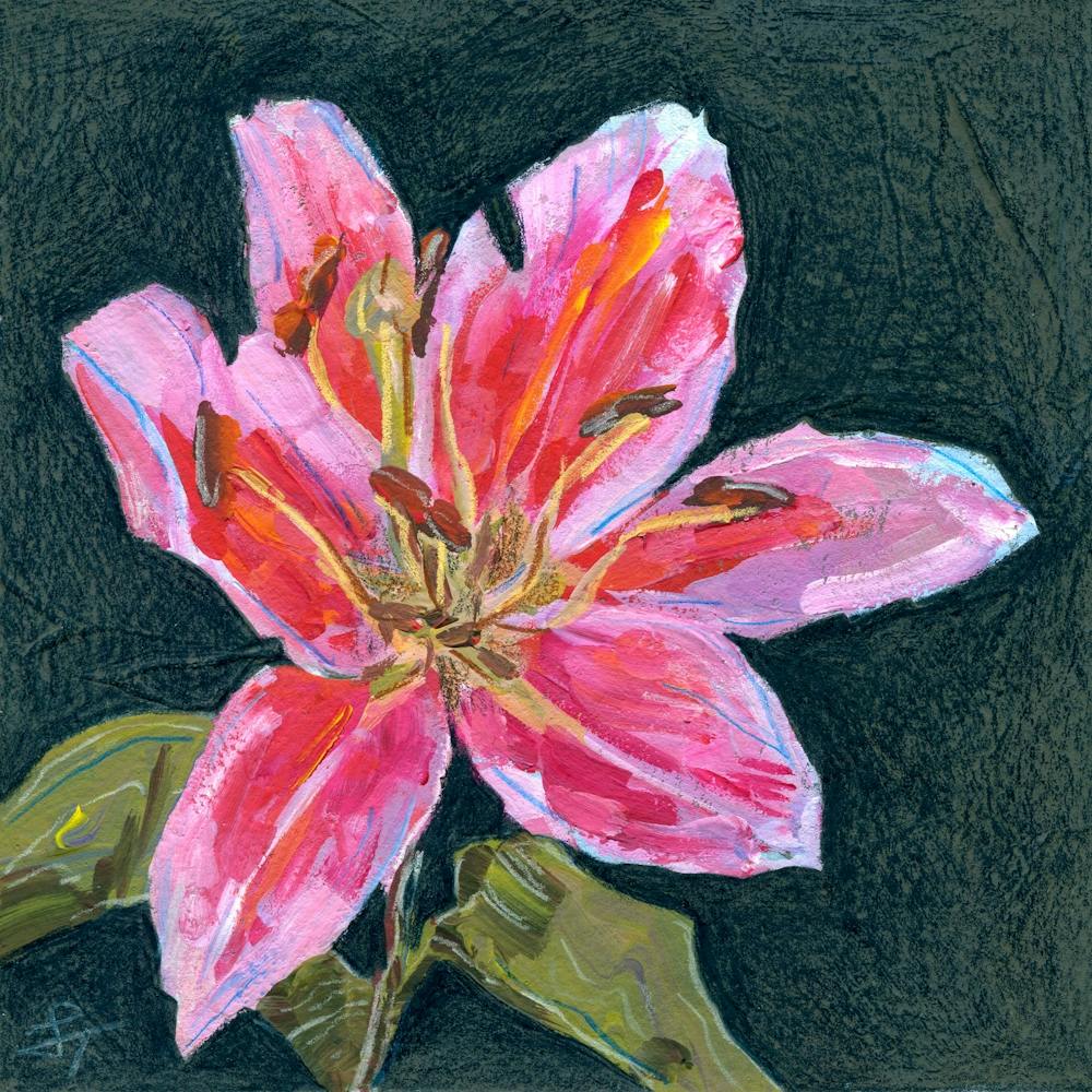 Pink Lily on Dark Background