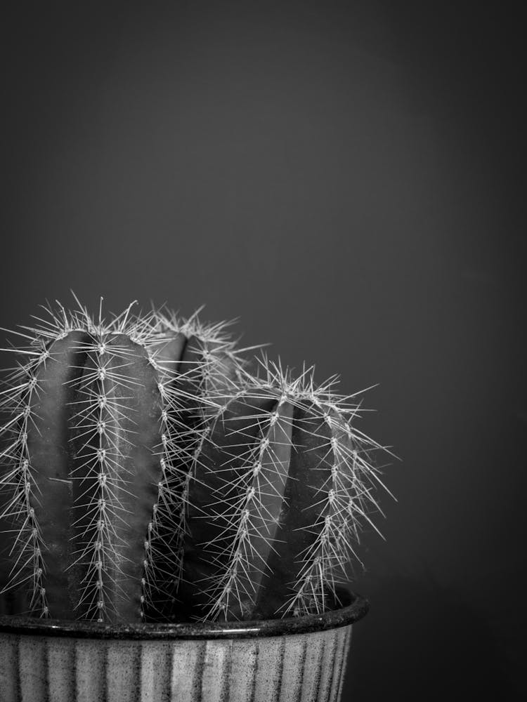 Black and white botanical cactus - moody and dark plant - fall and winter photography by Christa Stroo Photography