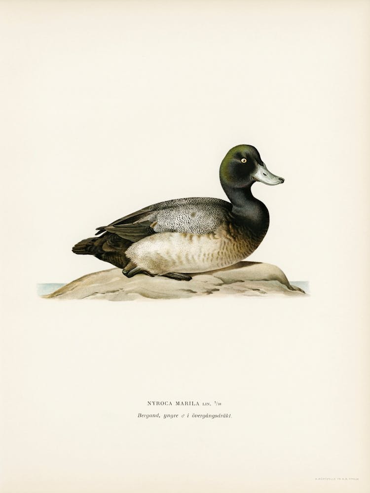 Greater Scaup, Scaup Female, The Von Wright Brothers