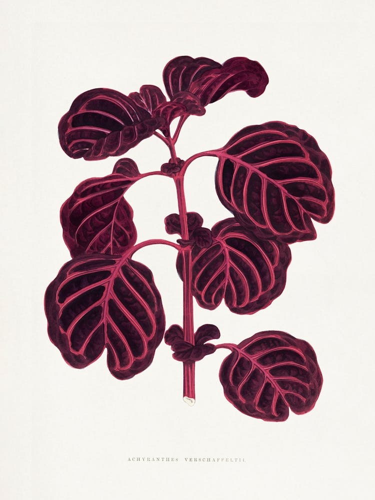 Vintage Botanical _2643240