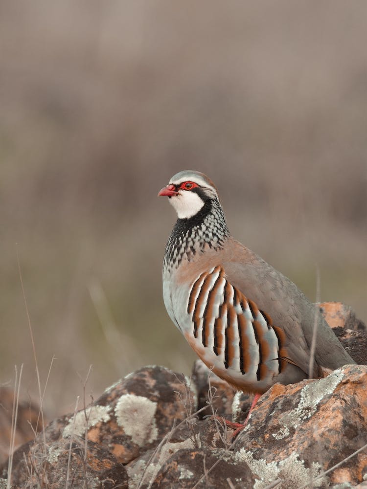 Bobwhite Quail