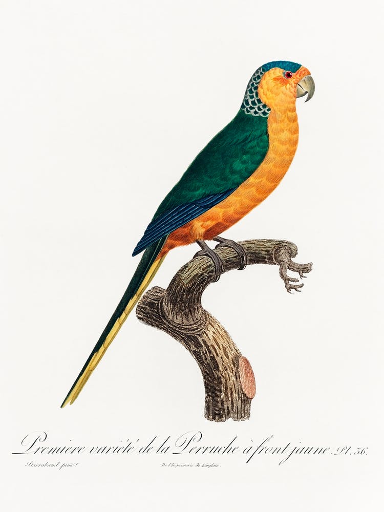 The Yellow Fronted Parakeet, From Natural History Of Parrots, Francois Levaillant