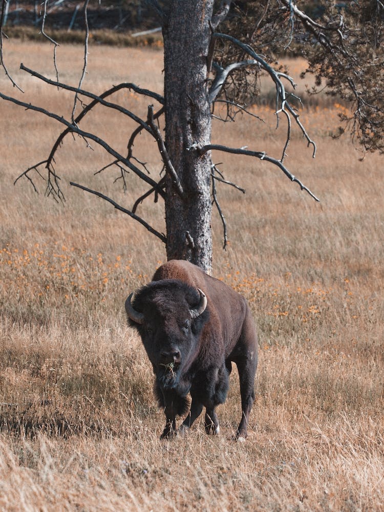 Western Bison Near Tree