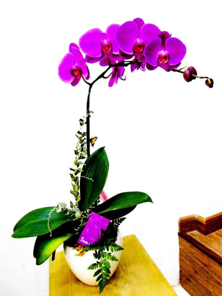 Orchid Art 1