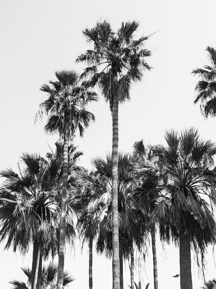 Palm Trees In Black And White