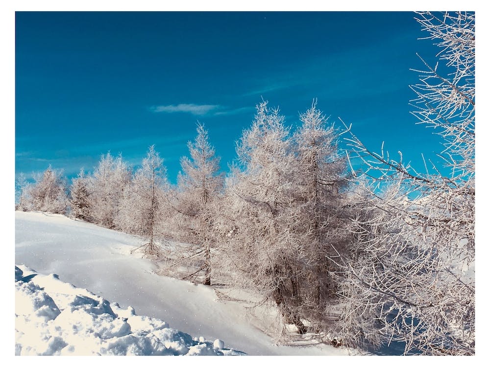 Snow And Trees