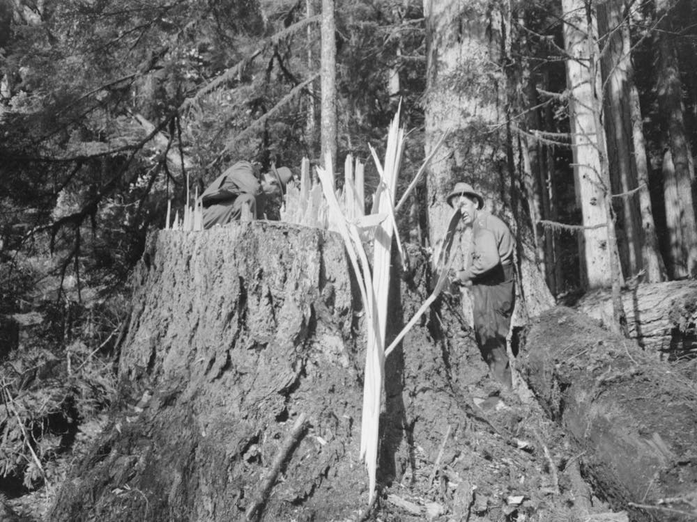 Fresh Stump Of Tree Just Falled, Long Bell Lumber Company, Cowlitz County, Washington, Notice When Writing This