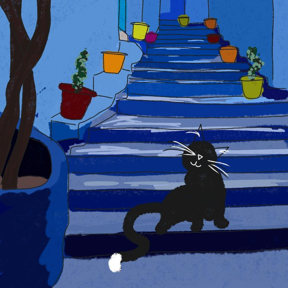 Cats adventure- North Africa