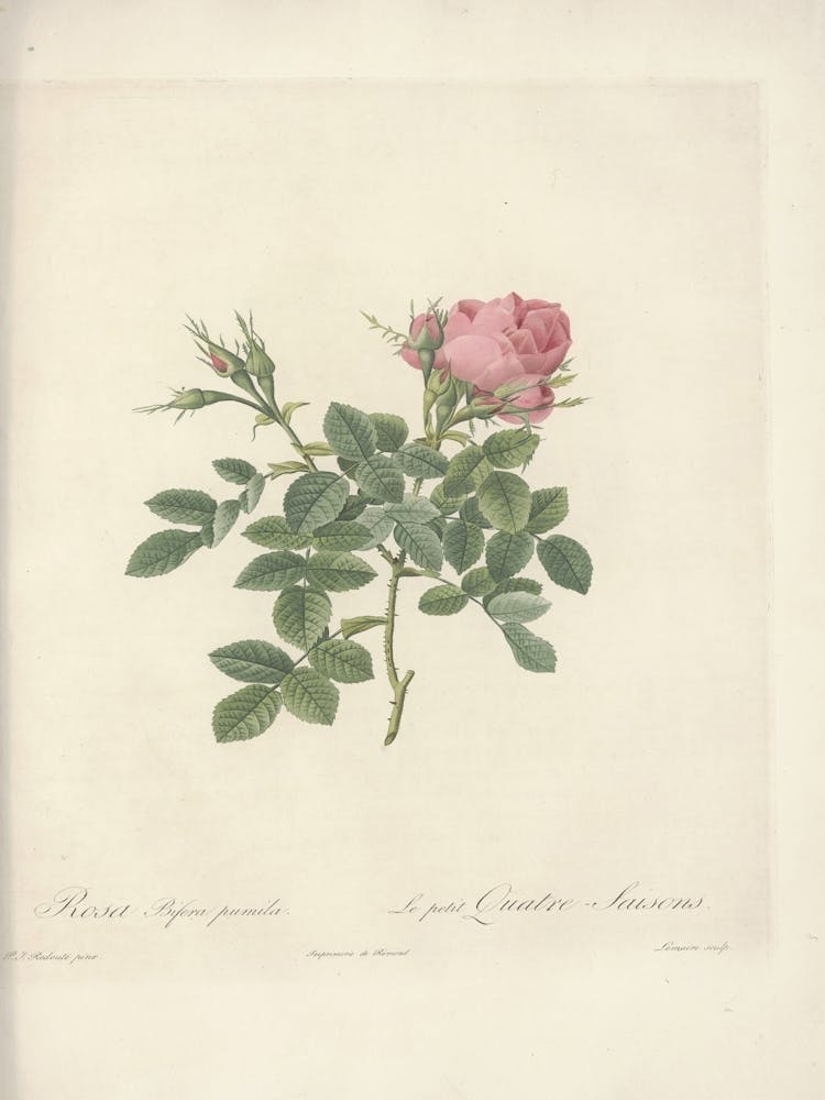 Rose Illustration, Pierre Joseph Redoute (67)