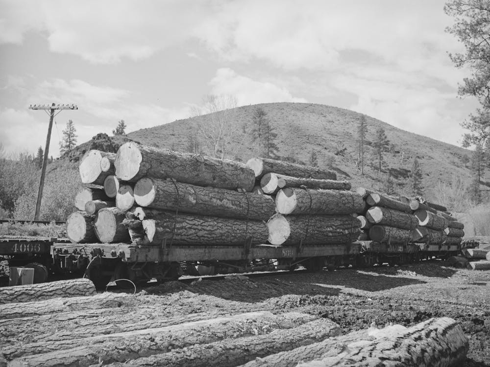 Logs On Railroad Cars