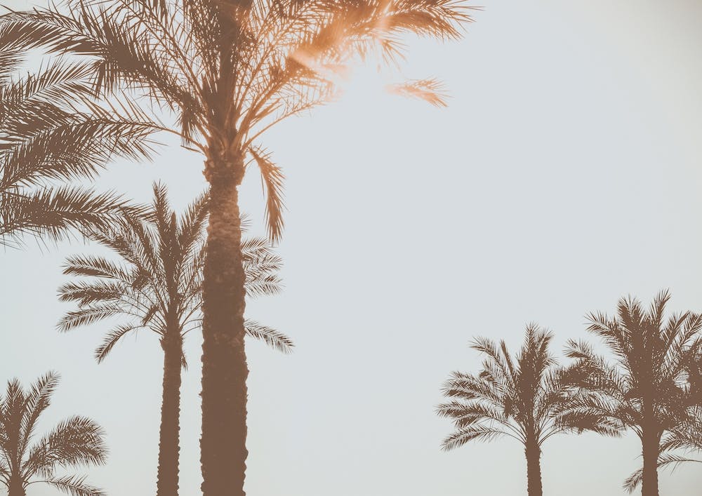 The Palmtrees In The Summer Sun Spain Travel