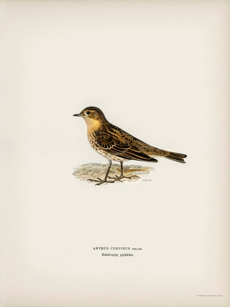 Red Throated Pipit, The Von Wright Brothers