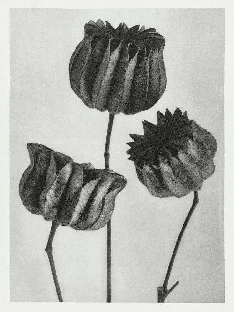 Lime Mallow(1928), Karl Blossfeldt