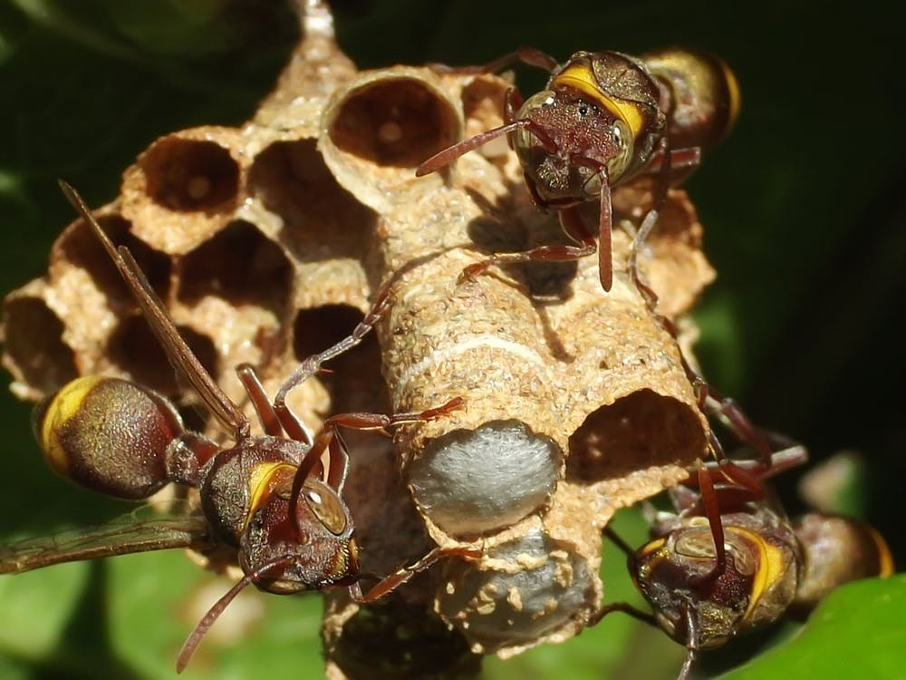 Wasp Nest