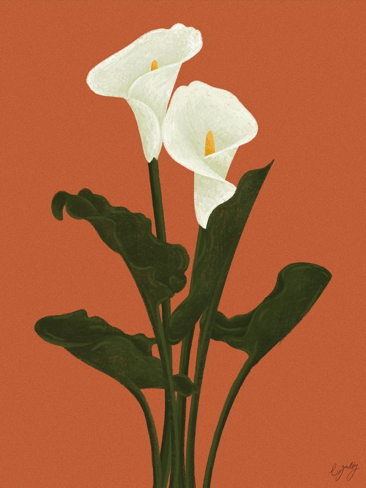 Flower Calla Lily