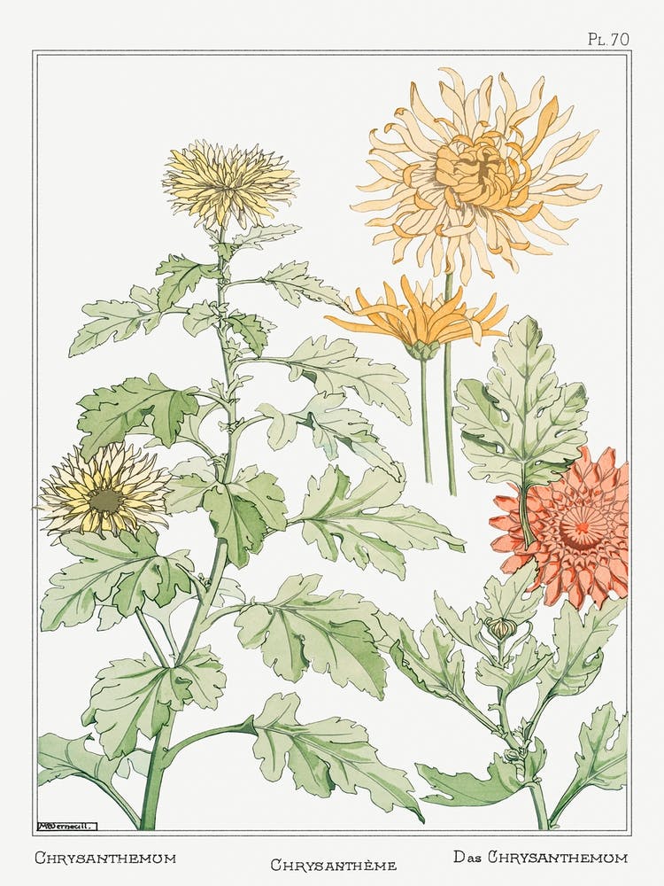 Chrysanthemum From The Plant And Its Ornamental Applications (1896), Maurice Pillard Verneuil