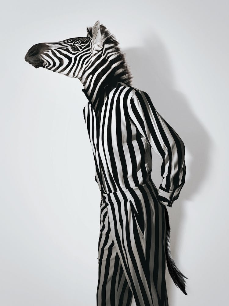 Fashion Zebra