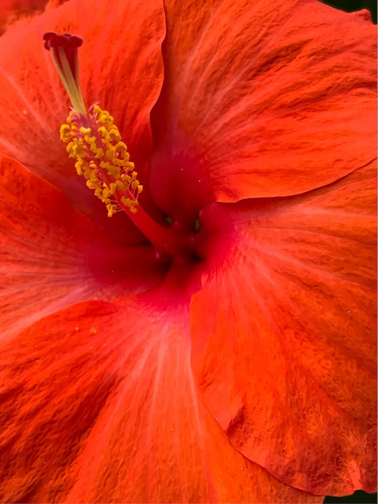 Hibiscus Flower