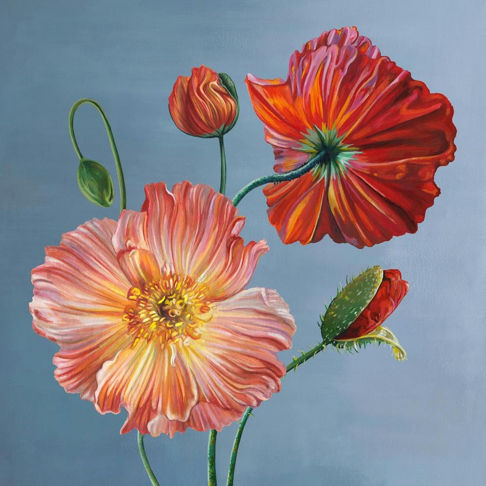 Icelandic Poppies Square