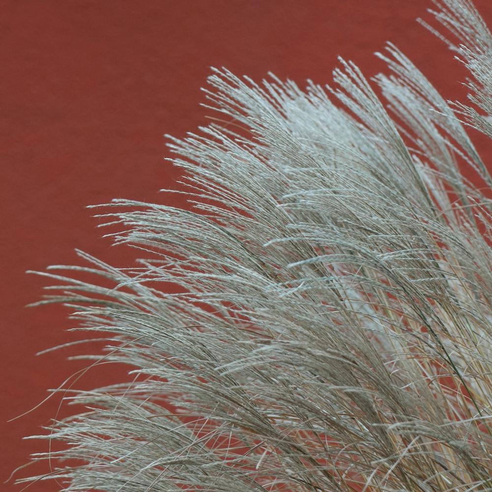 Grasses In The Wind Terracotta Square