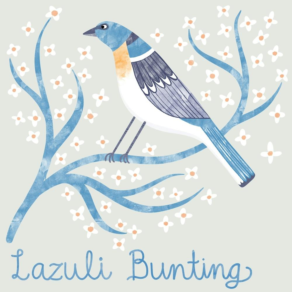Lazuli Bunting Bird