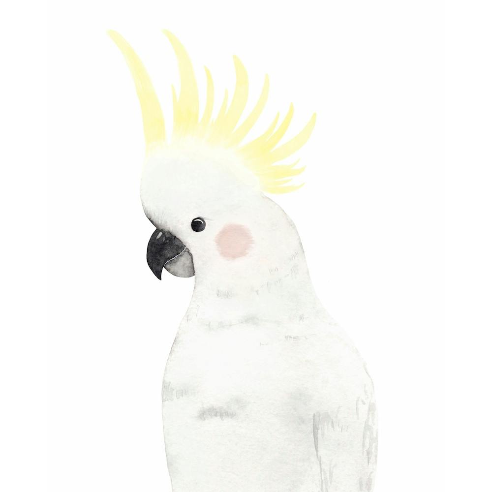 Sweet Cockatoo Square