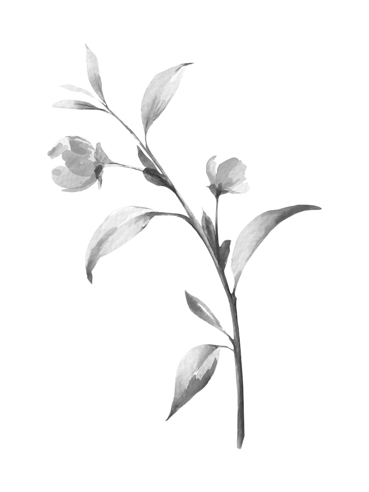 Black And White Drawing Of A Flower