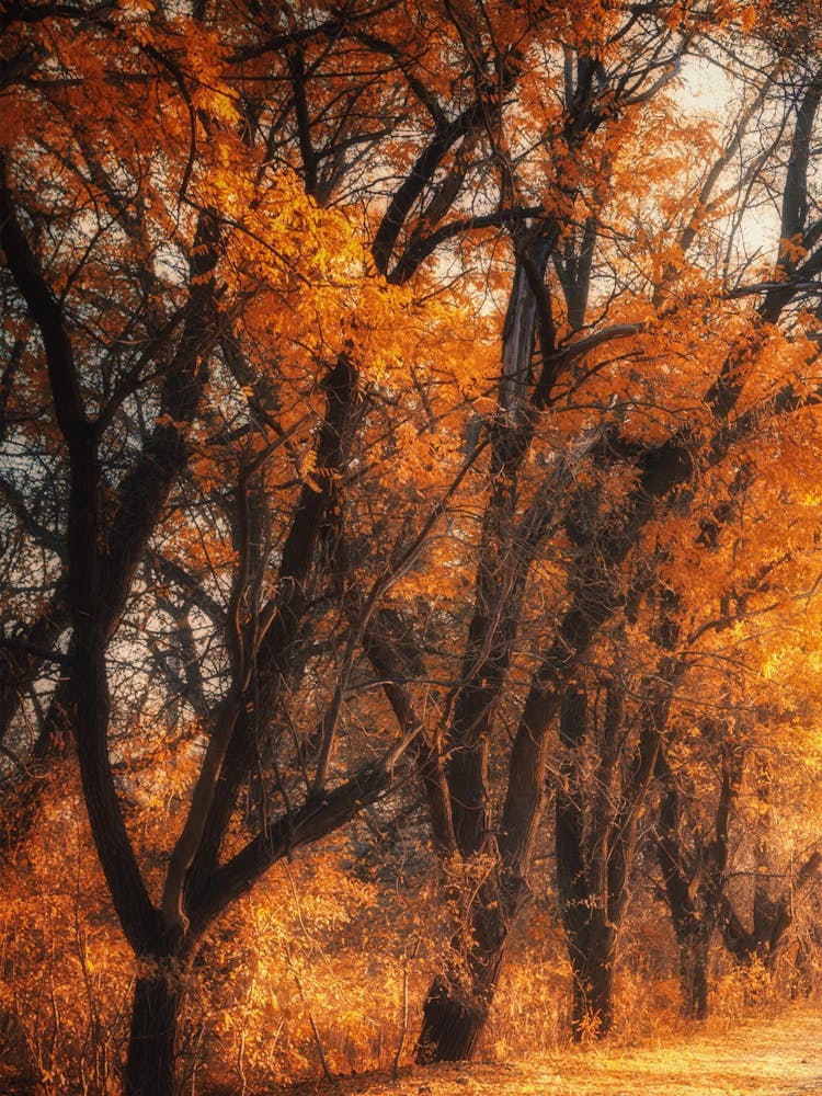 Autumn In The Park Photo