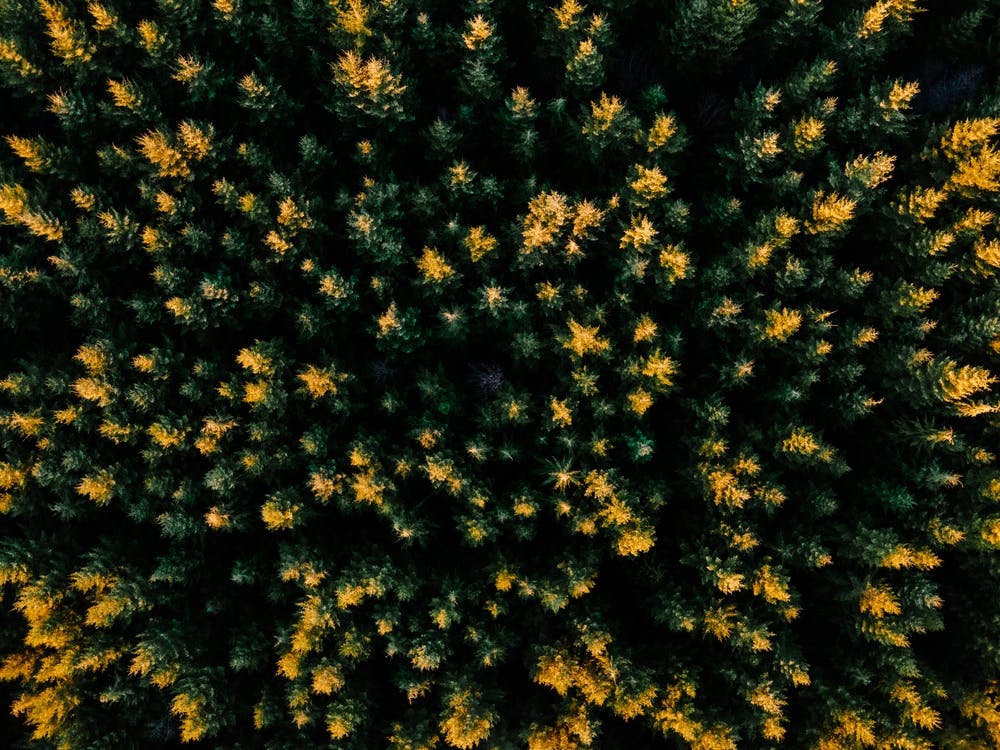 Wald Goldene Stunde