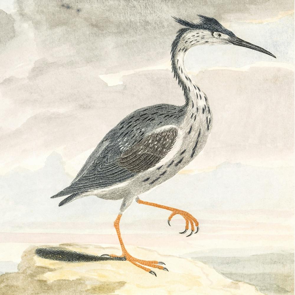 A Heron, Johan Teyler